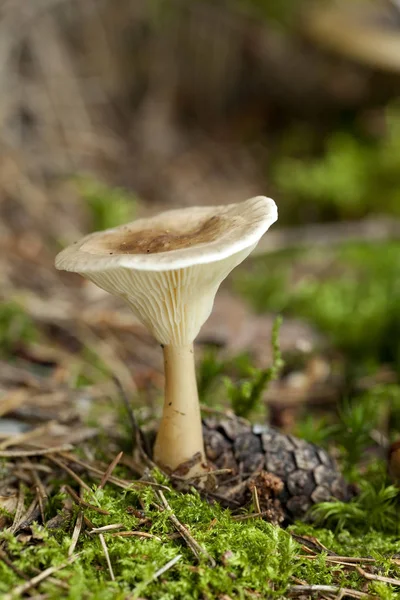 Trochu jedlé houby — Stock fotografie