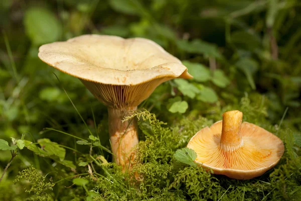 Edible orange mushrooms — Stock Photo, Image