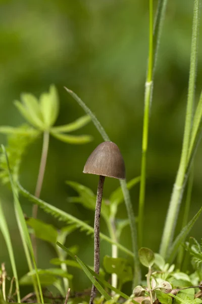 Svamp bland gröna gräs — Stockfoto