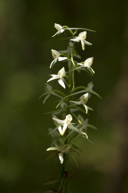 ormandaki tek önümüzdeki (Platanthera bifolia)