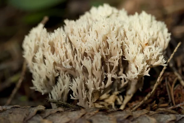 Edible coral fungus — Stock Photo, Image