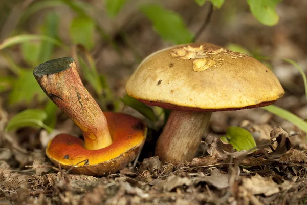Jeden houba na suchý list — Stock fotografie