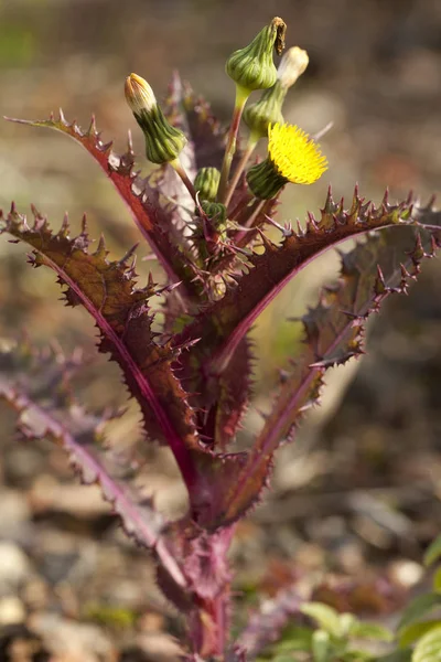 Rote Stachelblume — Stockfoto