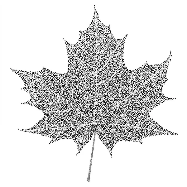 Hoja de arce blanco y negro — Vector de stock