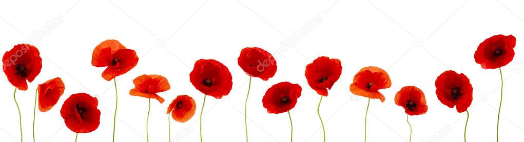 Beautifull poppies flowers on white background