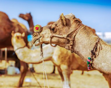 Deve Pushkar fuarında dekore edilmiştir. Rajasthan, Hindistan