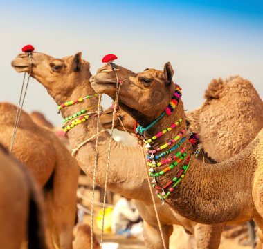 Deve Pushkar fuarında dekore edilmiştir. Rajasthan, Hindistan
