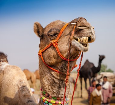 Decorated camel at the Pushkar fair. Rajasthan, India clipart