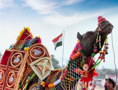 Deve Pushkar fuarında dekore edilmiştir. Rajasthan, Hindistan