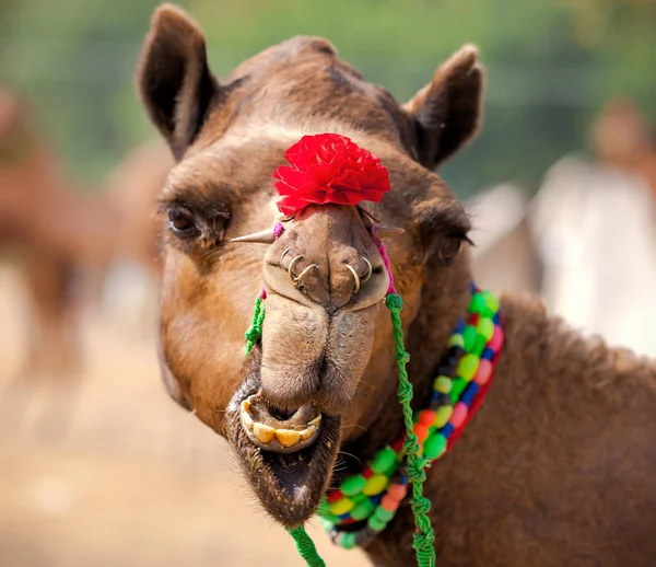 Dekorerad kamel på Pushkar mässan. Rajasthan, Indien — Stockfoto