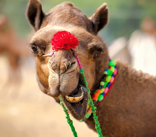 Camello decorado en la feria de Pushkar. Rajastán, India — Foto de Stock