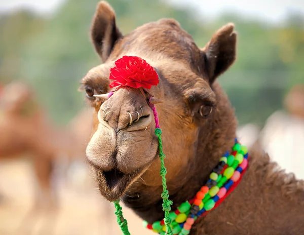 Dekorerad kamel på Pushkar mässan. Rajasthan, Indien — Stockfoto
