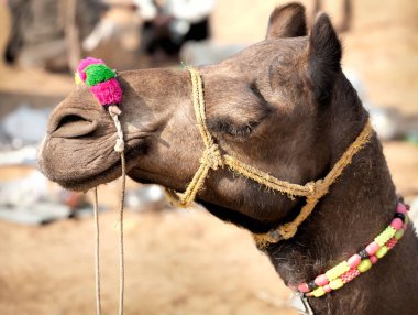 Deve Pushkar fuarında dekore edilmiştir. Rajasthan, Hindistan