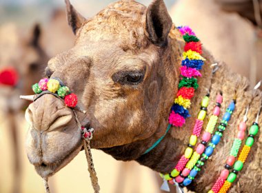 Deve Pushkar fuarında dekore edilmiştir. Rajasthan, Hindistan