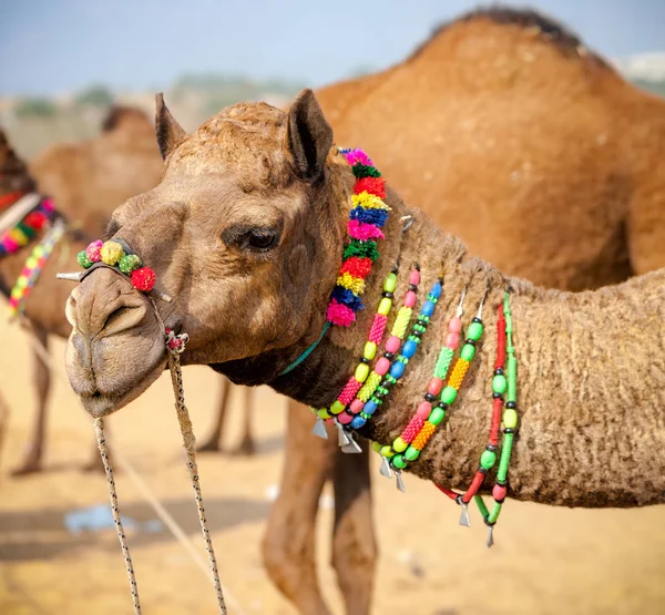 Dekorerad kamel på Pushkar mässan. Rajasthan, Indien — Stockfoto