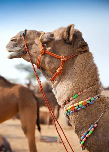 Decorated camel at the Pushkar fair. Rajasthan, India — Stock Photo, Image
