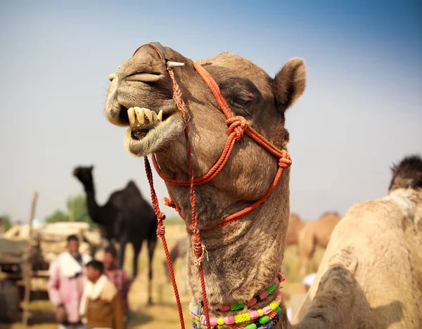 Geschmücktes Kamel auf der Pushkar-Messe. rajasthan, indien — Stockfoto