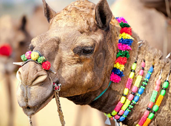 Geschmücktes Kamel auf der Pushkar-Messe. rajasthan, indien — Stockfoto