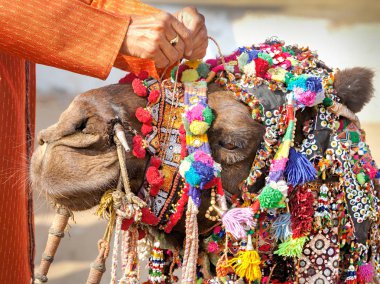 Deve Pushkar fuarında dekore edilmiştir. Rajasthan, Hindistan