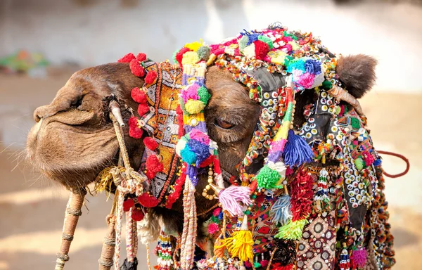 Camello decorado en la feria de Pushkar. Rajastán, India —  Fotos de Stock