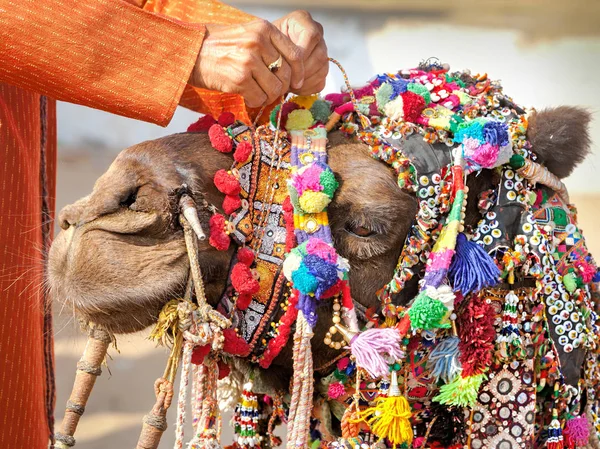 Διακοσμημένα καμήλα στην εύλογη Pushkar. Ρατζαστάν, Ινδία — Φωτογραφία Αρχείου