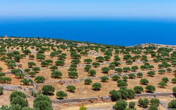 View of an olive plantation on the mountain of Crete — Stock Photo, Image