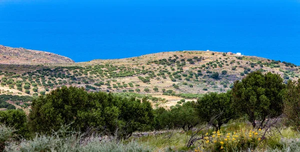 Zobacz oliwnych plantacji na góry Krety — Zdjęcie stockowe