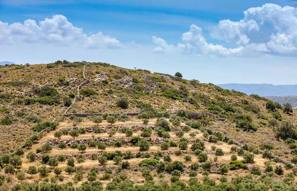 Vista de una plantación de olivos en la montaña de Creta — Foto de Stock