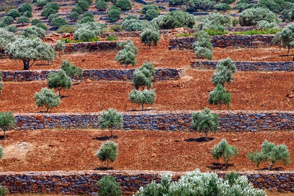 Az olajfa-telepítés átalakításával kréta mountain view — Stock Fotó