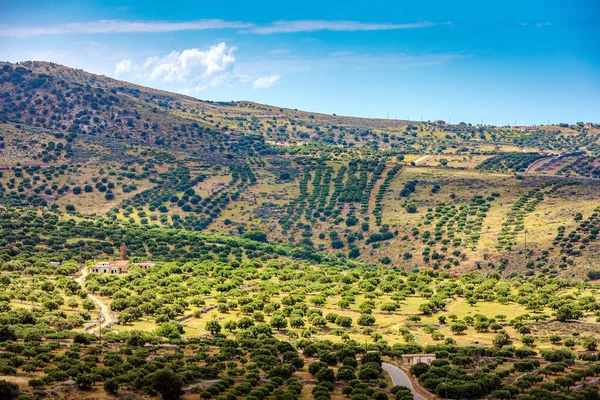 Az olajfa-telepítés átalakításával kréta mountain view Stock Kép