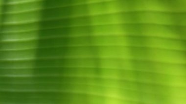 doğanın yeşil yaprak 