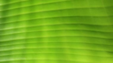 doğanın yeşil yaprak 