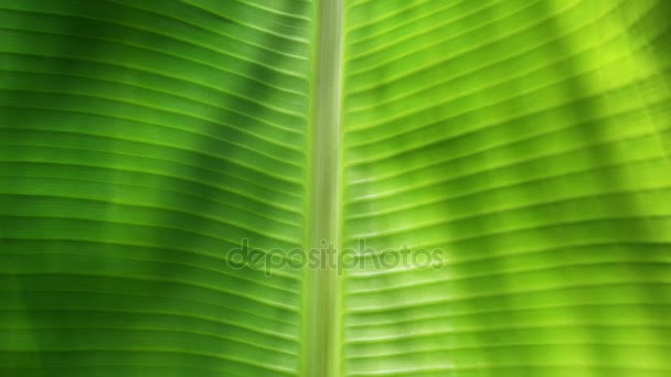 Hoja verde en la naturaleza — Vídeos de Stock