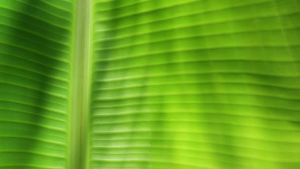 Feuille verte dans la nature  