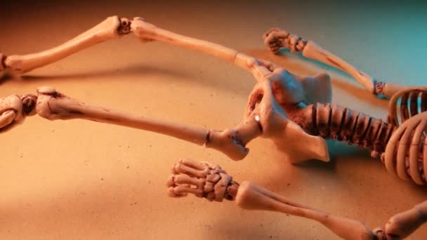 Squelette Mini Modèle 