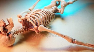 İskelet Mini modeli