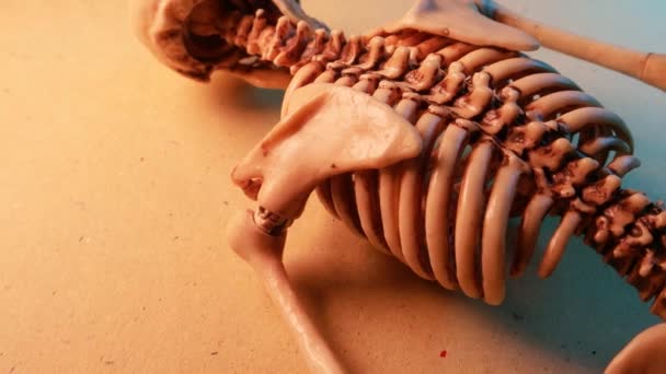 Мини-модель скелета — стоковое видео