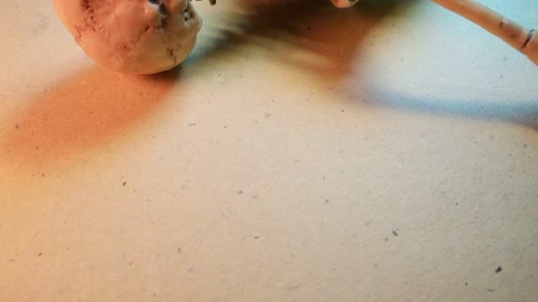 Squelette Mini Modèle 