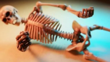 İskelet Mini modeli