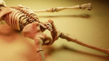 İskelet Mini modeli