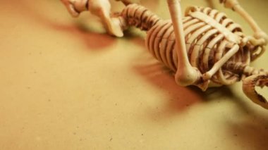 İskelet Mini modeli