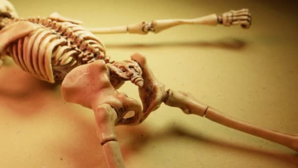 Squelette Mini Modèle 