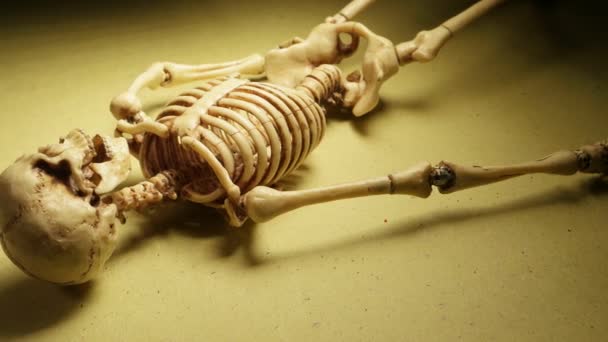 Squelette Mini Modèle 