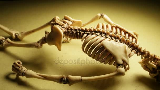 Squelette Mini Modèle 