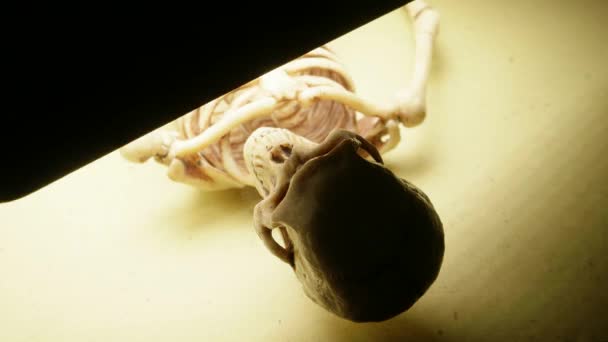 Squelette Mini Modèle 