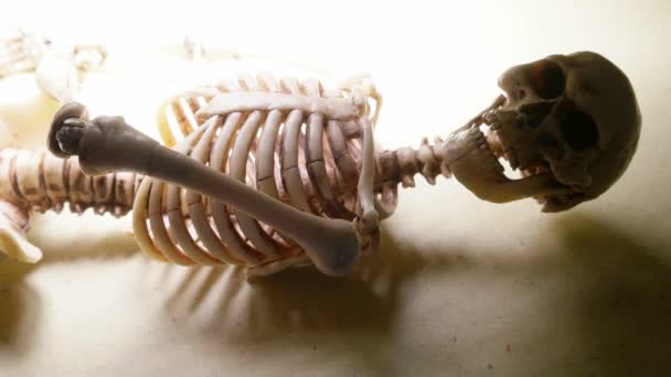 Squelette Mini Modèle 