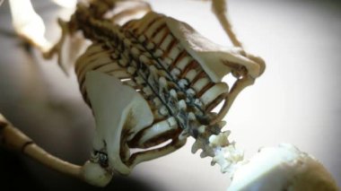 İskelet Mini modeli