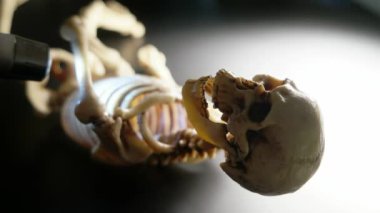 İskelet Mini modeli