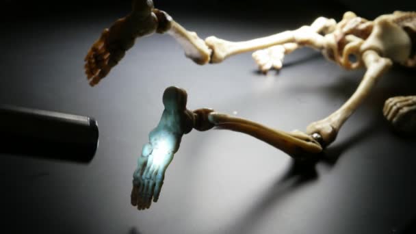 迷你的骨架模型 — 图库视频影像
