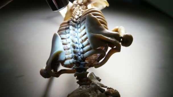 Skeleton Mini Model — Stock Video